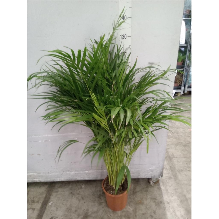 <h4>Dypsis lutescens   ...Chrysalidoca</h4>