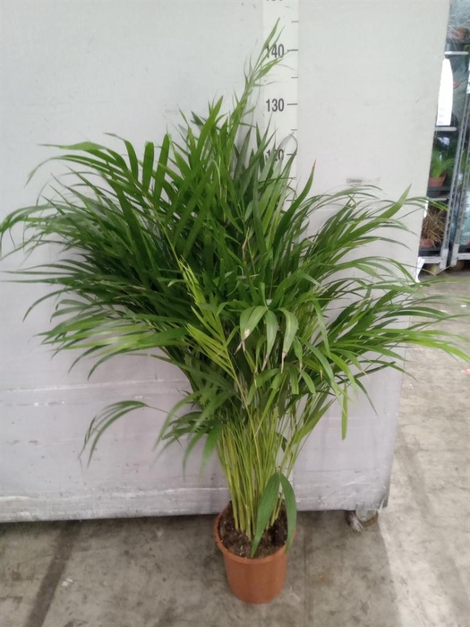 Dypsis lutescens   ...Chrysalidoca