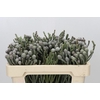Kaaps Groen Silver Brunia