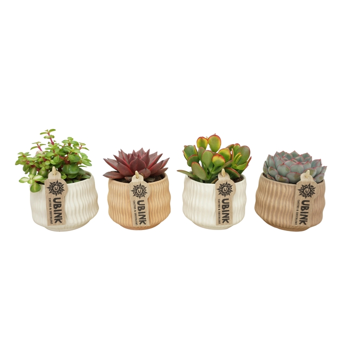 <h4>Succulent mix in 10 cm 'Es Vedra' keramiek</h4>