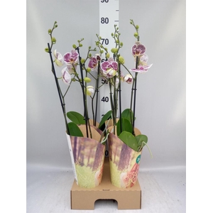 Phalaenopsis   ...lilac