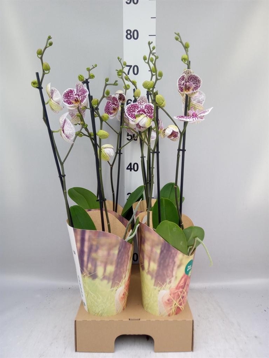 <h4>Phalaenopsis   ...lilac</h4>