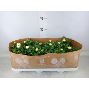Ranunculus  'Sprinkles White'