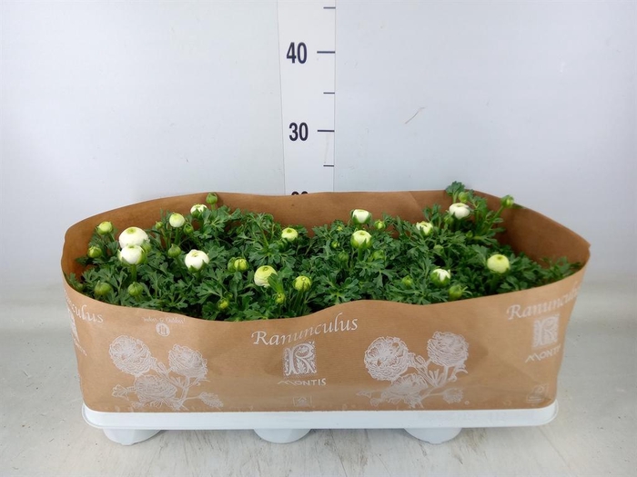 <h4>Ranunculus  'Sprinkles White'</h4>