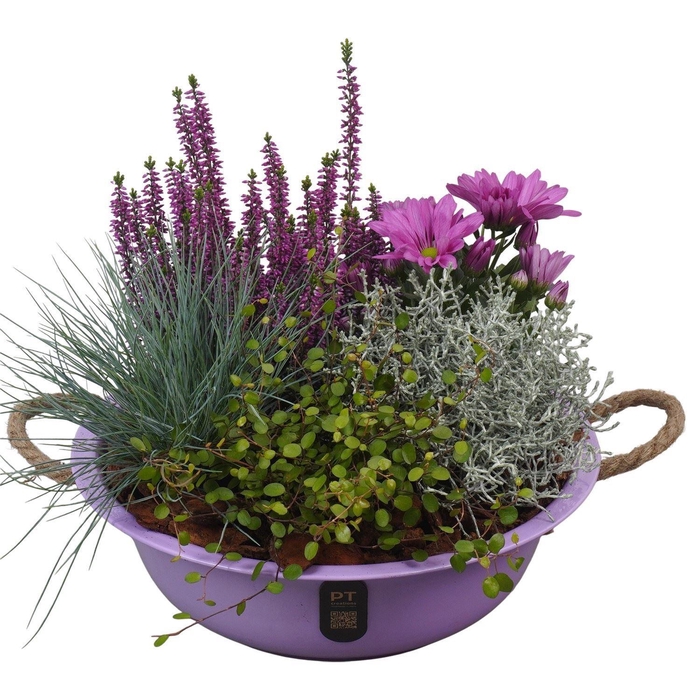 <h4>Arr.   Tuinplanten L%</h4>