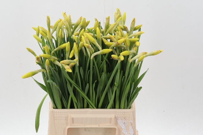 <h4>Narc G Carlton</h4>