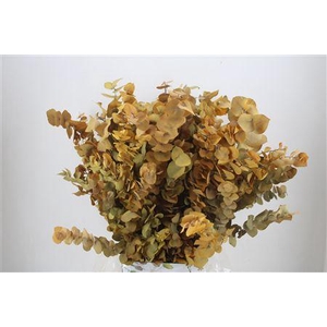 Pres Euca Stuartiana Yellow Bunch