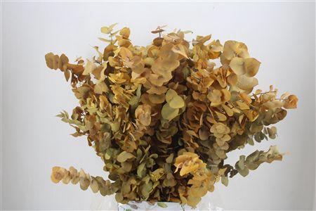 <h4>Pres Euca Stuartiana Yellow Bunch</h4>