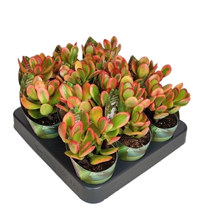 CRASSULA PORTULACEA 'SUNSET' - POT Ø 6,5 WITH POTCOVER (SUCCULENTEN)