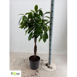 FICUS CYATHISTIPULA