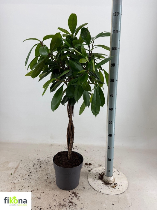<h4>FICUS CYATHISTIPULA</h4>