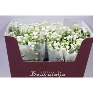 Bouvardia si white sensation