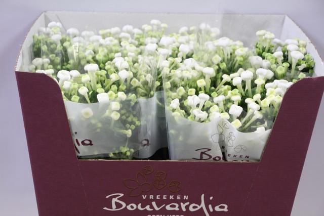 <h4>Bouvardia si white sensation</h4>