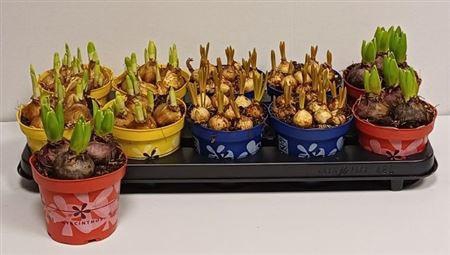 <h4>Bolbloemen Gem</h4>