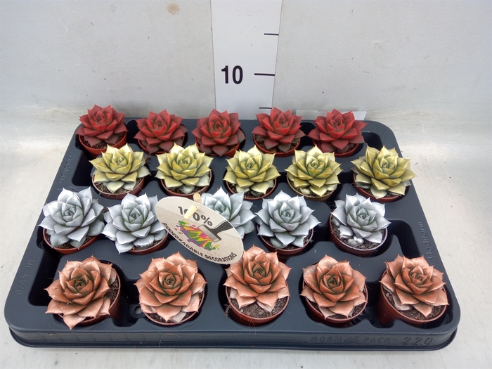 <h4>Echeveria purpusorum</h4>