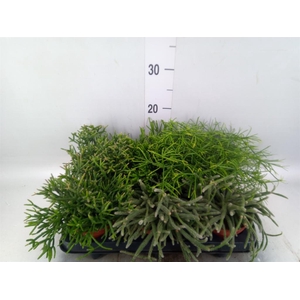 Rhipsalis   ...mix