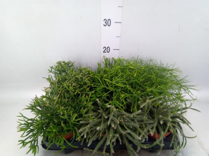 <h4>Rhipsalis   ...mix</h4>