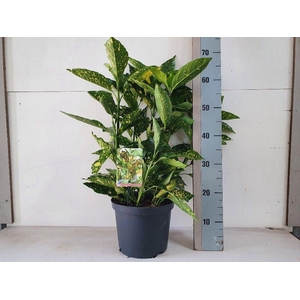 Aucuba jap. Crotonifolia