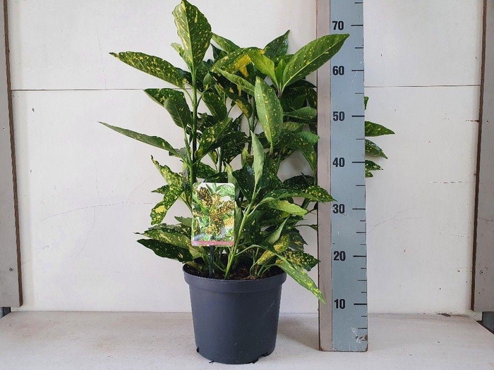 Aucuba jap. Crotonifolia