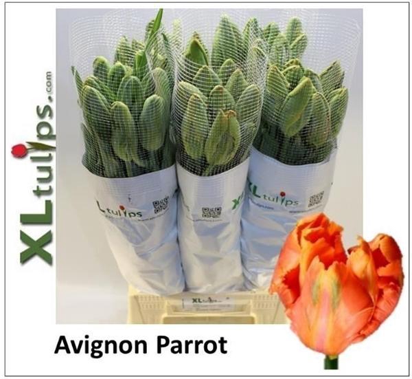 Tu Pa Avignon Parrot