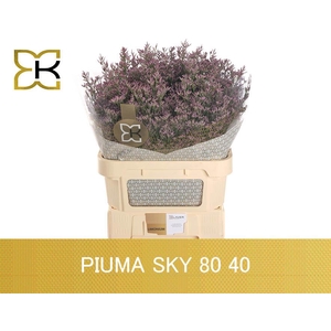 LIM PIUMA SKY