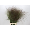 Panicum Warrior