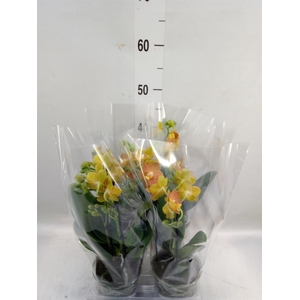 Phalaenopsis multi. 'FC Indian Sum'
