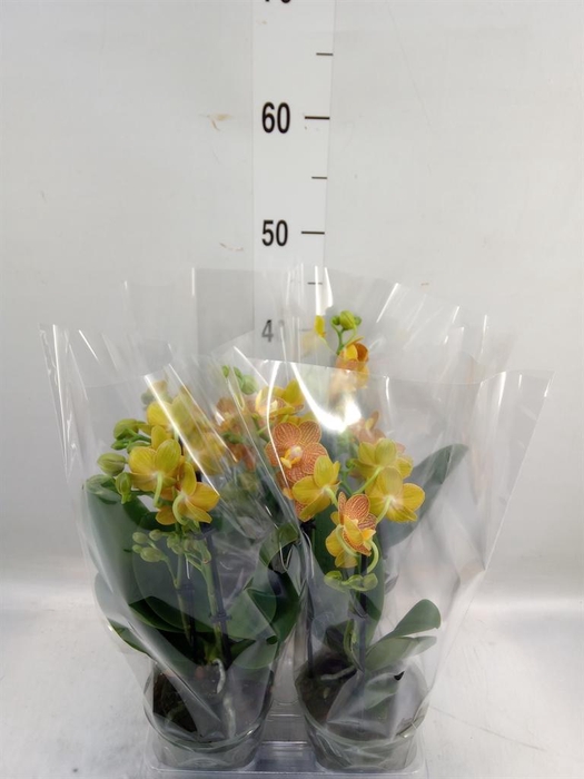 <h4>Phalaenopsis multi. 'FC Indian Sum'</h4>