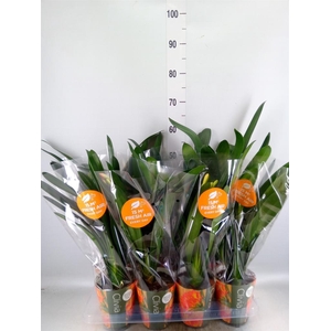 Clivia miniata