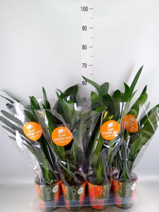 <h4>Clivia miniata</h4>