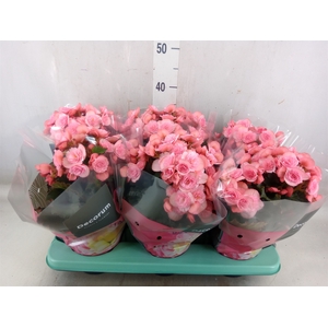 Begonia elat. DU 'Move2Joy Pink'