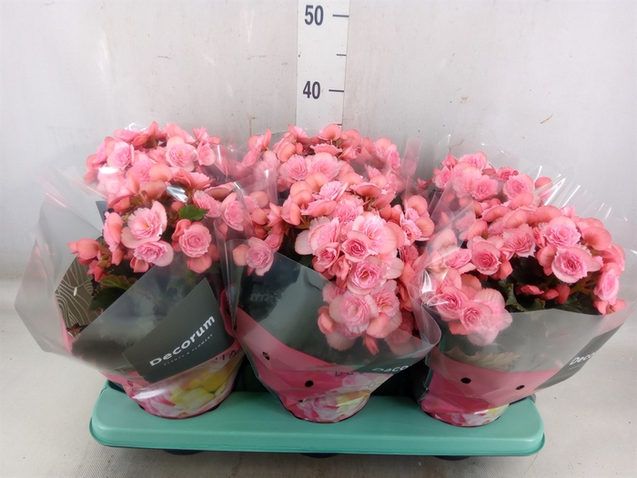 <h4>Begonia elat. DU 'Move2Joy Pink'</h4>