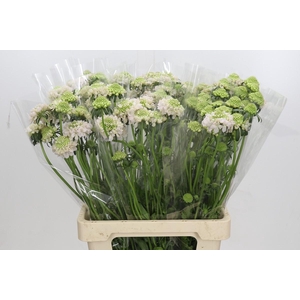 Scabiosa atropurpurea French Vanilla Bon Bon Scoop