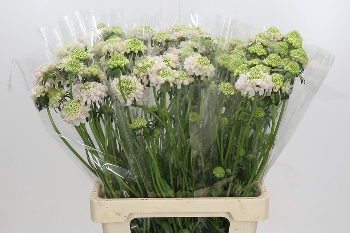 <h4>Scabiosa atropurpurea French Vanilla Bon Bon Scoop</h4>