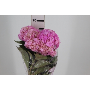 HORTENCIA NATURAL TINTURADA ROSA 060 CM