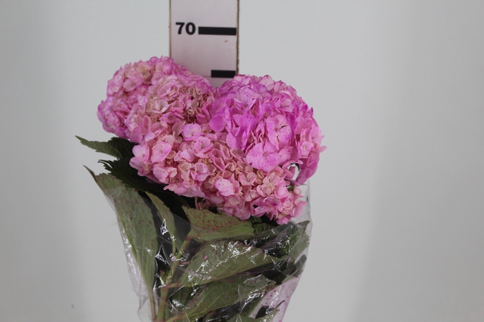 <h4>HORTENCIA NATURAL TINTURADA ROSA 060 CM</h4>