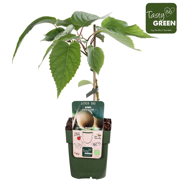 Actinidia deliciosa Jenny P13 - Self-fertile - Tasty Green bio