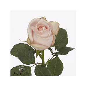 Rosa large pomarosa