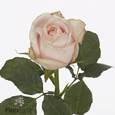 <h4>Rosa large pomarosa</h4>