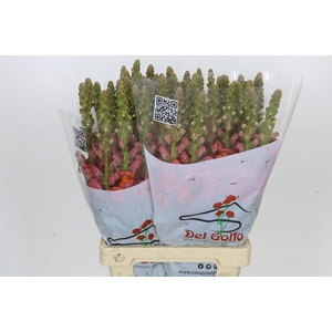 Antirrhinum Potomac Dark Orange