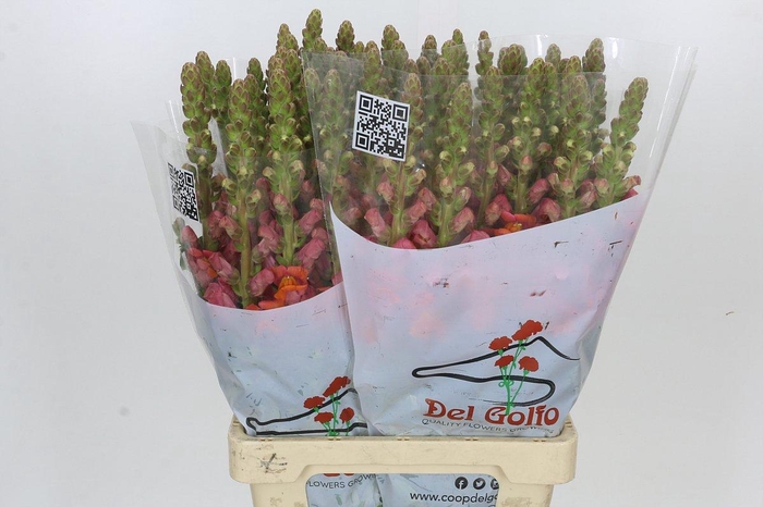 Antirrhinum Potomac Dark Orange