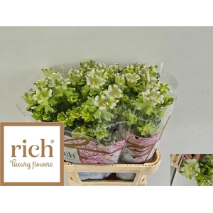 Campanula M Evergreen Lavender Ex