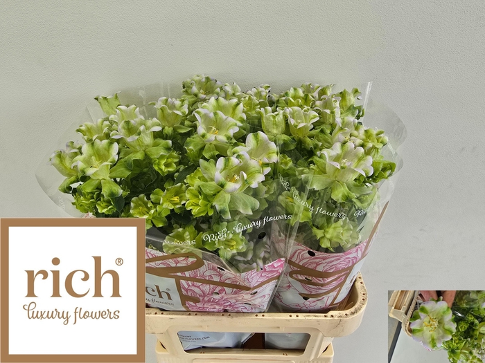 <h4>Campanula M Evergreen Lavender Ex</h4>