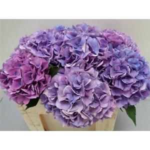Hydr M Royal Love Lavendel