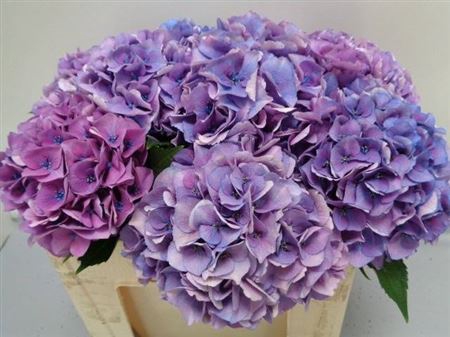 <h4>Hydr M Royal Love Lavendel</h4>