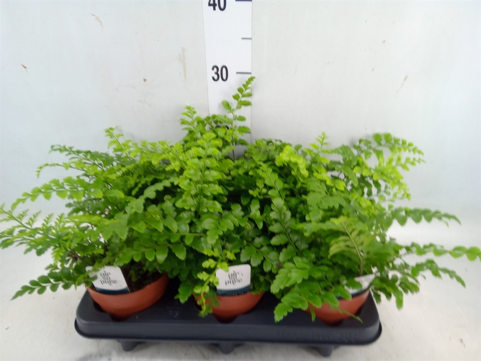 <h4>Asplenium parvati</h4>