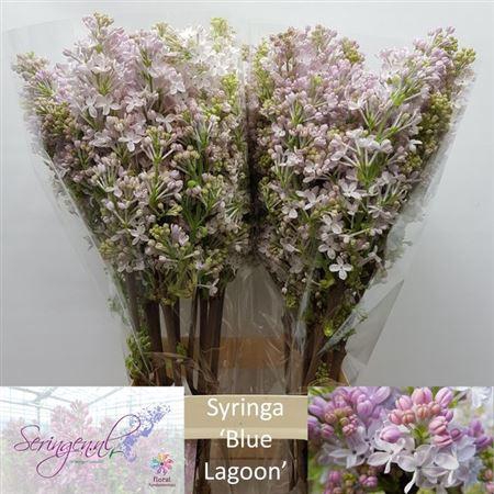 <h4>Syr Blue Lagoon</h4>