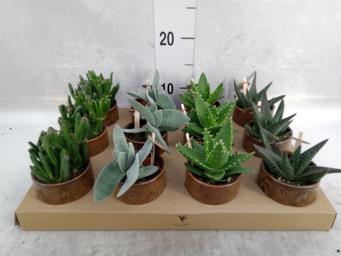 <h4>Succulents   ...mix 3</h4>