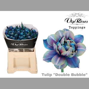 TU DU DOUBLE BUBBLE