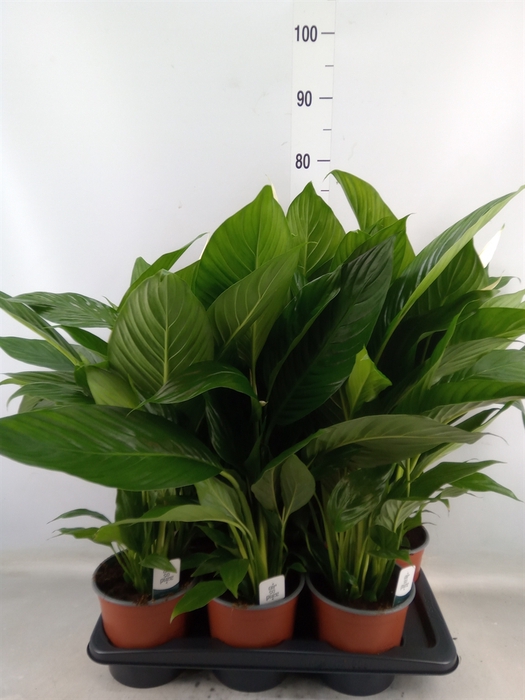 <h4>Spathiphyllum  'Bingo Cupido'</h4>